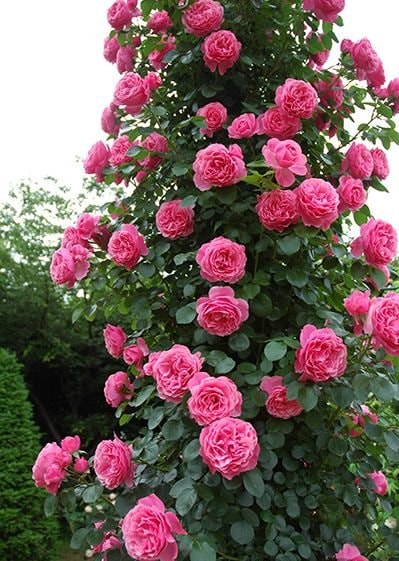 レオナルド・ダ・ヴィンチ（新苗）7号鉢植え　バラ苗　　つるバラ　ピンク　四季咲き　耐病性あり　フェンス