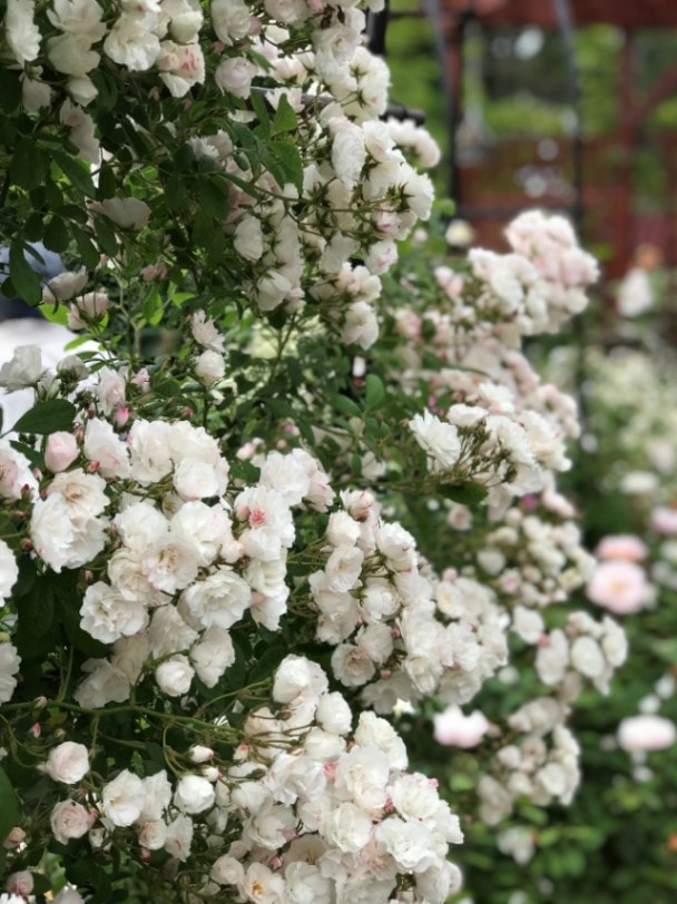 サマー・メモリーズ（大苗）7号鉢植え バラ苗 《農林水産省 登録品種