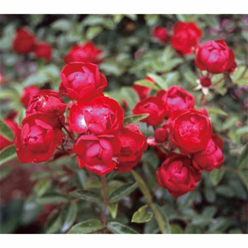 ドンファン（大苗）7号鉢植え バラ苗 Don Juan ベルベット赤 つるバラ