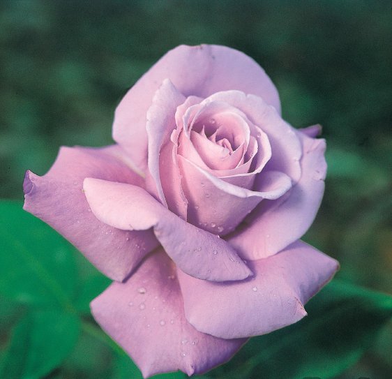 シャルル・ドゥ・ゴール（新苗）7号鉢植え バラ苗 四季咲き大輪系