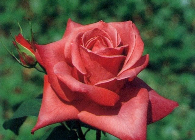 ブラックティー（新苗）7号鉢植え　バラ苗　　四季咲き大輪系（ハイブリッドティーローズ）