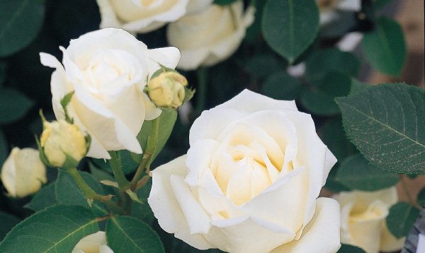 ホワイト・クリスマス（新苗）7号鉢植え バラ苗 四季咲き大輪系