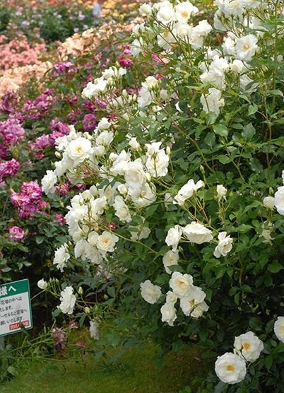 アイスバーグ（新苗）7号鉢植え バラ苗 四季咲き中輪房咲き系