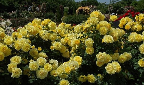 ゴールドバニー（新苗）7号鉢植え バラ苗 四季咲き中輪房咲き系