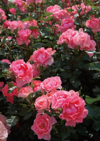 ジャルダン・ドゥ・フランス（新苗）7号鉢植え　バラ苗　　四季咲き中輪房咲き系（フロリバンダローズ）スプレー咲き