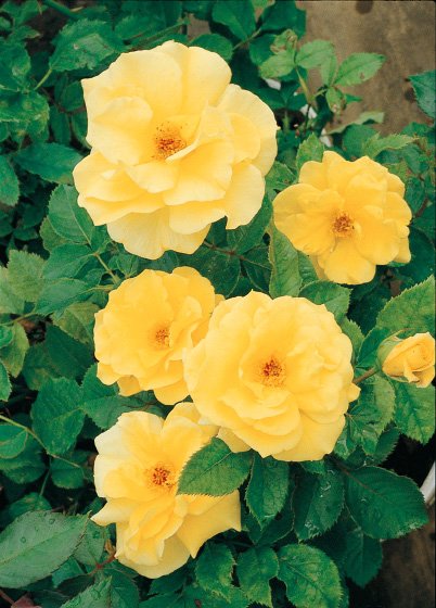 フリージア（新苗）7号鉢植え バラ苗 四季咲き中輪房咲き系