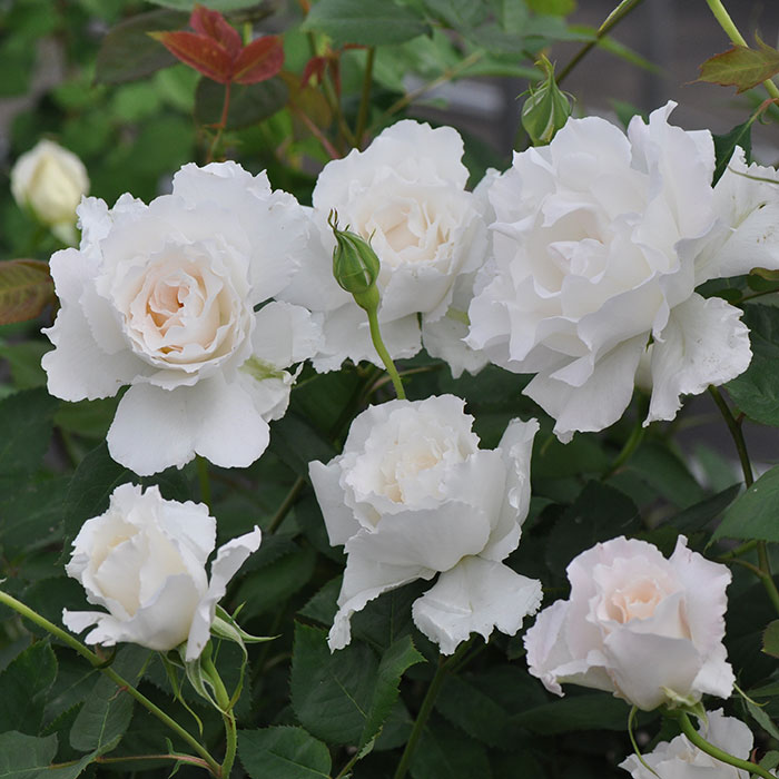 ル・ブラン（新苗）7号鉢植え バラ苗 《農林水産省 登録品種》 河本