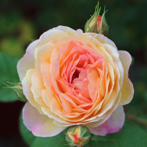 ロソマーネ・ジャノン（新苗予約）　7号鉢植え　バラ苗　《契約品種》　繰り返し咲き　ギヨー社・フランス　GUILLOT