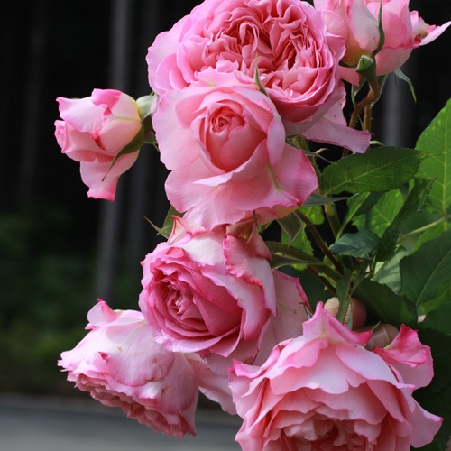 バラ売り 楽天市場】【予約】 バラ苗 ライラックタイム ハイブリッドティー