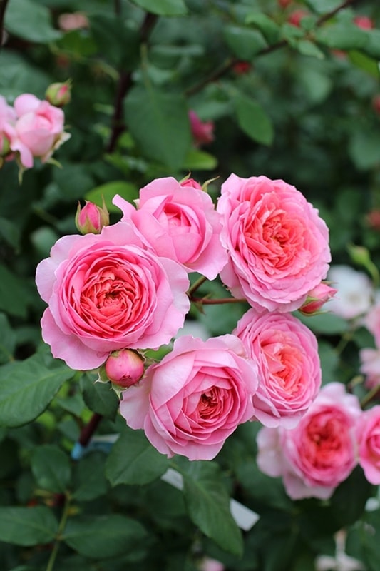 バラ苗 Roses,樹形や花色・花の大きさから選ぶ,木立性（ブッシュ樹形