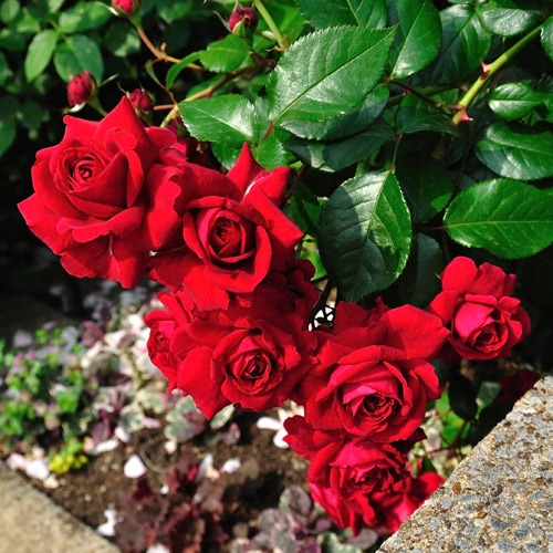 バラ苗　赤　品種不明 バラ苗 赤 品種不明 バラ苗 赤 品種不明