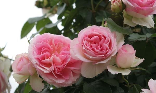 つる薔薇　特大苗　アミロマンティカ　　四季咲き　中輪 相原バラ園 / アミ・ロマンティカ（メイアン）≪春の新苗≫