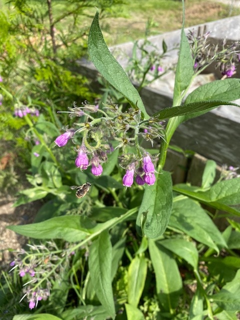 コンフリー　ハーブ苗　堆肥づくり