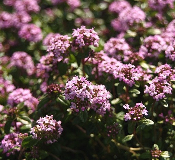 クリーピングタイム 赤花 ハーブ苗 ハーブ苗 タイム バラとハーブの専門ショップ 大神 おおが ファーム