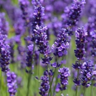 ラベンダー・リトルマミー（イングリッシュ系） 長崎ラベンダー 耐暑性