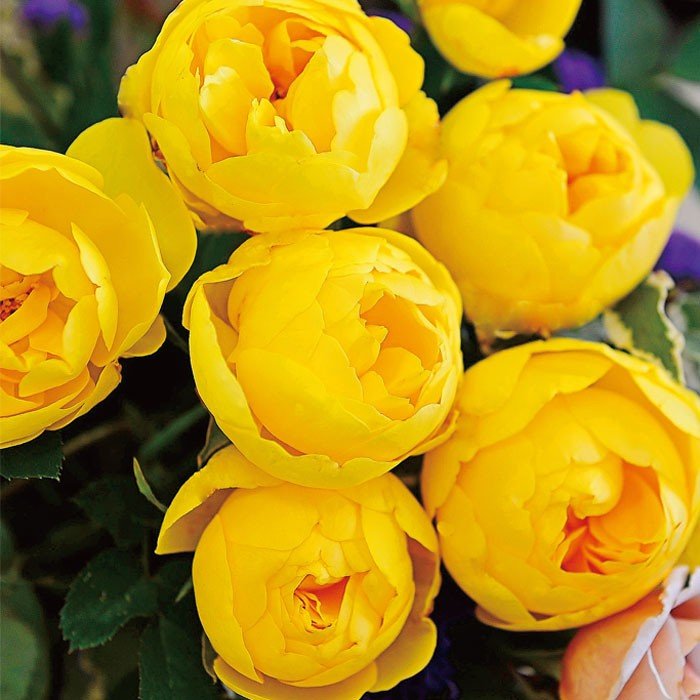 ル・ミエール（大苗予約）7号鉢植え（旧名：ラムのつぶやき)　バラ苗　《農林水産省 登録品種》　四季咲き　中輪（シュラブ）　ジャパニーズスタイル　Japanese Style