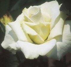 ジョン・F・ケネディ（大苗）7号鉢植え　バラ苗　　　四季咲き大輪系（ハイブリッドティーローズ）　白花　バラ苗　