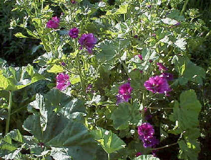 ウスベニアオイ苗