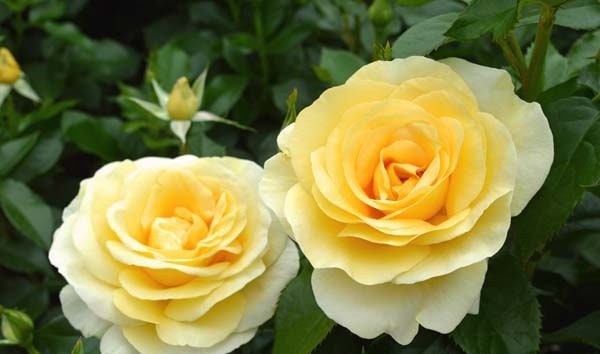 アンドレ・グランディエ（大苗予約）7号鉢植え　バラ苗　《農林水産省 登録品種》　四季咲き大輪系（ハイブリッドティーローズ）