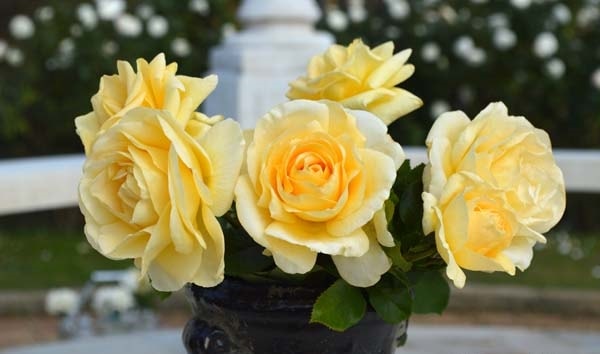 【レア@1380】メリディアン(大苗) 楽天市場】【冬季大苗】バラ苗 ステンレススチール 国産苗 6号鉢植え品