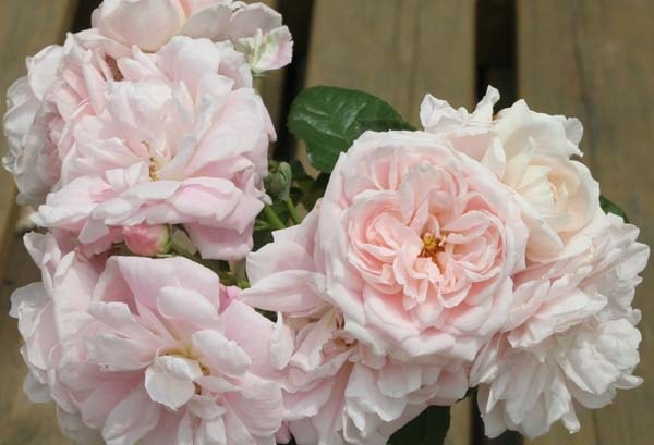 ロザリー・ラ・モリエール（大苗予約）7号鉢植え　バラ苗　《農林水産省 登録品種》　四季咲き中輪房咲き系（フロリバンダローズ）スプレー咲き　バラ苗　《農林水産省 登録品種》