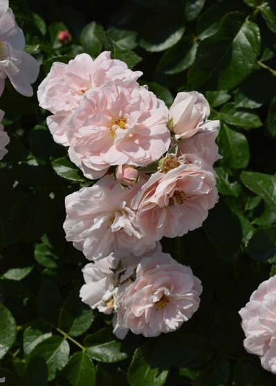 ロザリー・ラ・モリエール（大苗予約）7号鉢植え バラ苗 《農林水産省