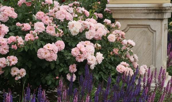 ロザリー・ラ・モリエール（大苗予約）7号鉢植え バラ苗 《農林水産省