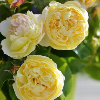 シャトー・ドゥ・シュベルニー（大苗予約）7号鉢植え バラ苗 《農林