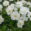 マリーアン・ドゥ・ラマルティーヌ （大苗）7号鉢植え　バラ苗　《農林水産省 登録品種》　ドリュー（Doreix）　フレンチローズ　四季咲き|ブランド（ナーセリー）から選ぶ|バラ苗　Roses