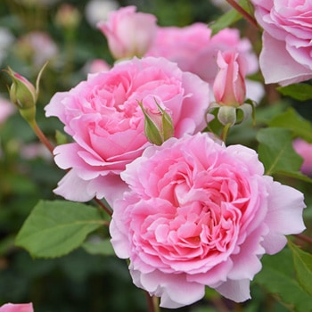 ヘレン（大苗）7号鉢植え バラ苗 《農林水産省 登録品種》 ロサ