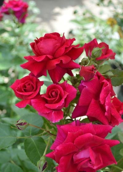 ラブストラック（大苗予約）7号鉢植え バラ苗 《農林水産省 登録品種