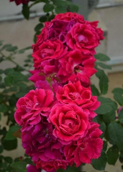 ラブストラック（大苗予約）7号鉢植え バラ苗 《農林水産省 登録品種