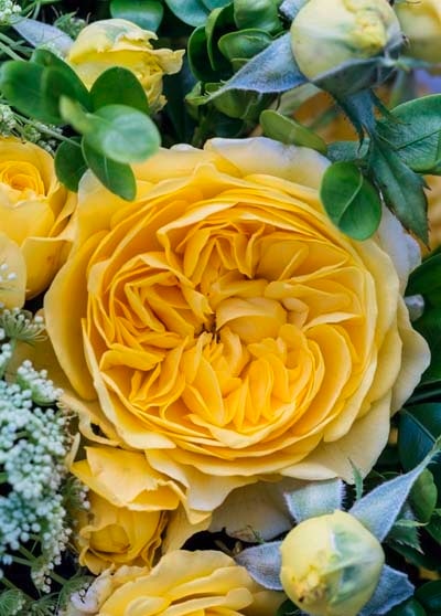 ポラリス・アルファ（大苗予約）7号鉢植え　バラ苗　《農林水産省 登録品種》　四季咲き中輪房咲き系（フロリバンダローズ）　スプレー咲き