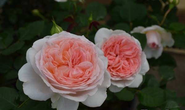 メルヘンツァウバー（大苗）7号鉢植え バラ苗 《農林水産省 登録品種