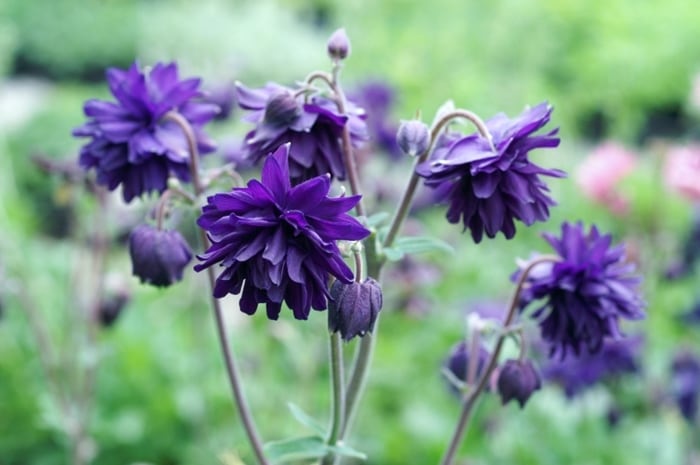 西洋オダマキ・ブルーバロー　宿根草　ガーデニング用（10.5cmポット）