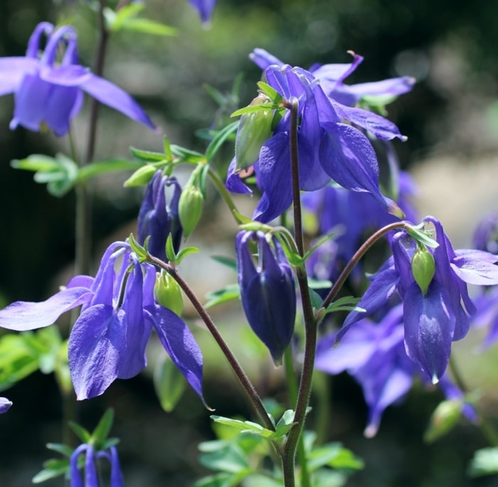 西洋オダマキ・アルピナ　宿根草　ガーデニング用（10.5cmポット）