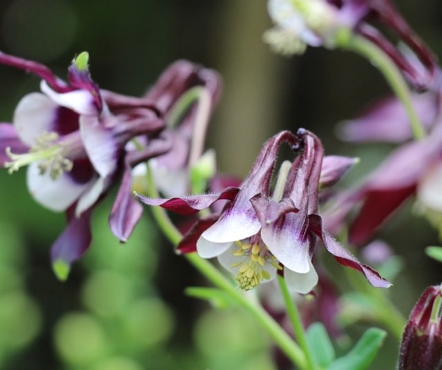 西洋オダマキ・ウィリアムギネス　宿根草　ガーデニング用（10.5cmポット）