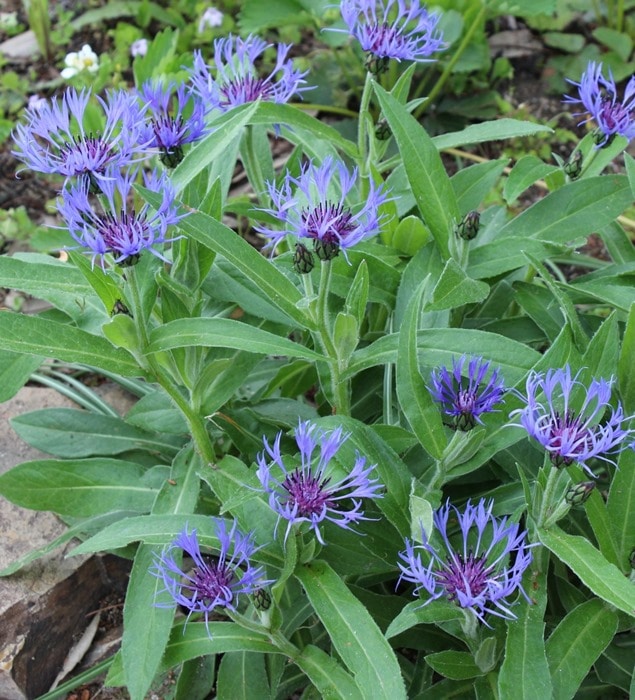 セントーレア・モンタナ　宿根草　ガーデニング用