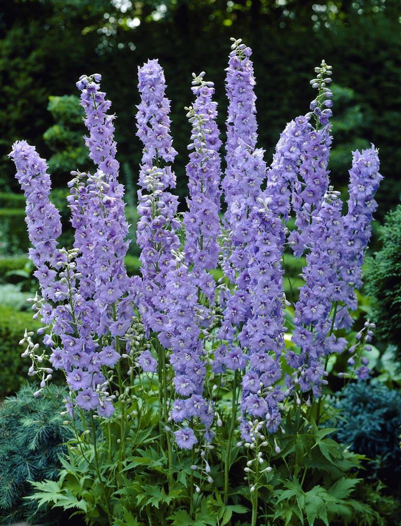 デルフィニューム・ギネバー（10.5cmポット）　宿根草　ガーデニング用