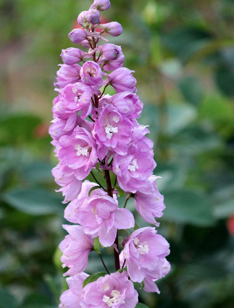 デルフィニューム・アストロット（10.5cmポット）　宿根草　ガーデニング用