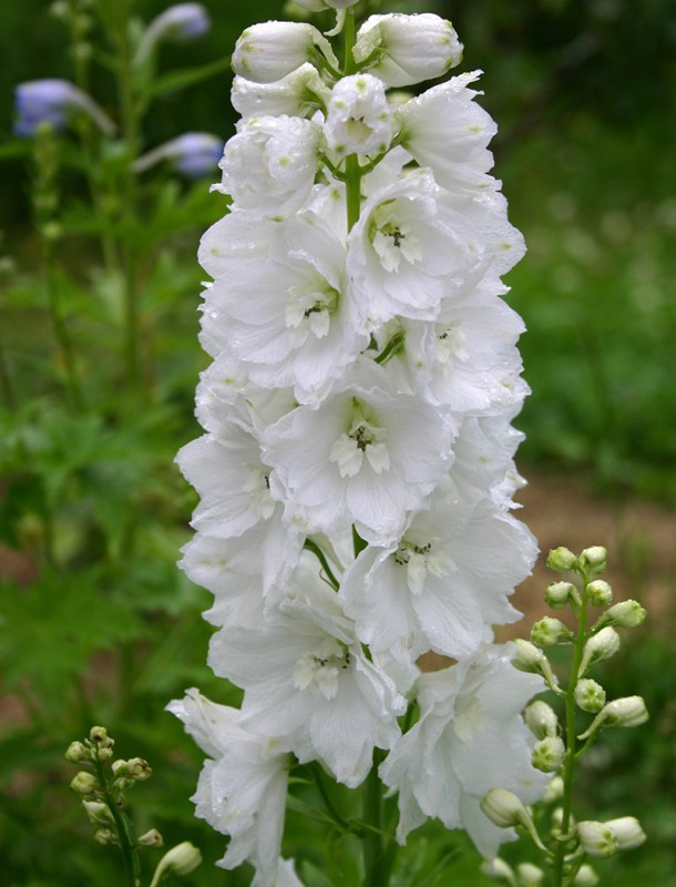 デルフィニューム ガラハット 10 5cmポット 宿根草 ガーデニング用 宿根草 バラとハーブの専門ショップ 大神 おおが ファーム