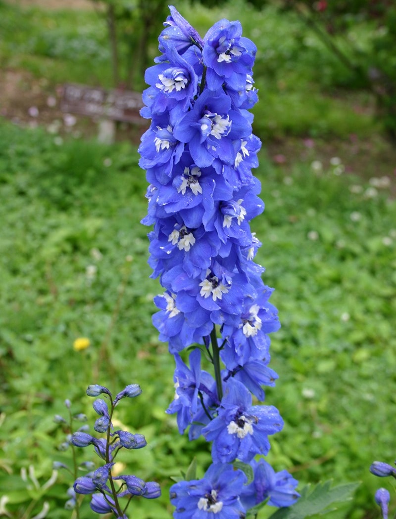 デルフィニューム・ブルーバード（10.5cmポット）　宿根草　ガーデニング用