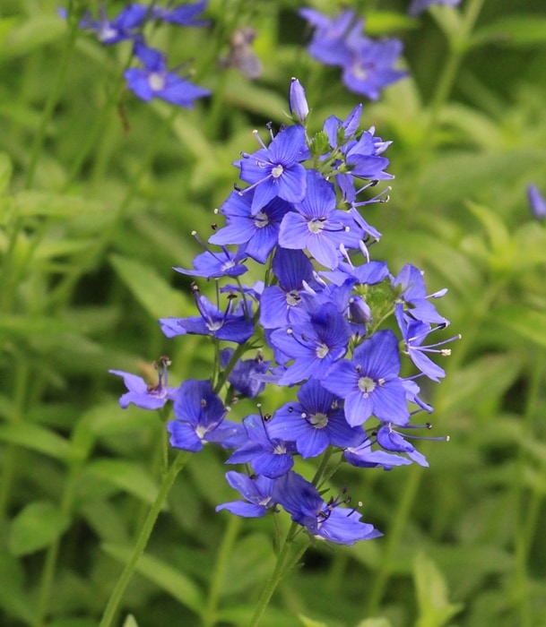 ベロニカ・ロイヤルブルー　宿根草　ガーデニング用