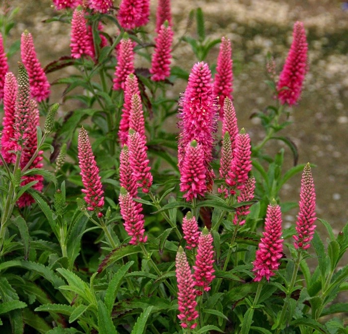 ベロニカ・レッドフォックス　レッド　宿根草