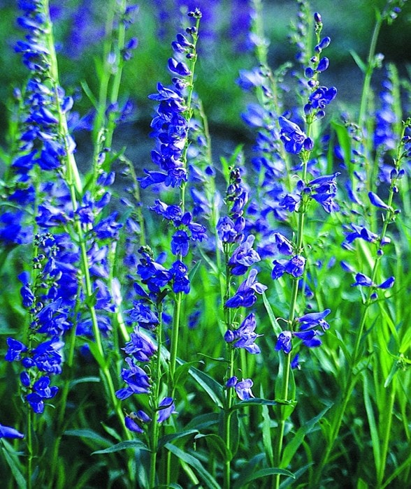 ペンステモン ストリクタス ブルー 宿根草 宿根草 バラとハーブの専門ショップ 大神 おおが ファーム