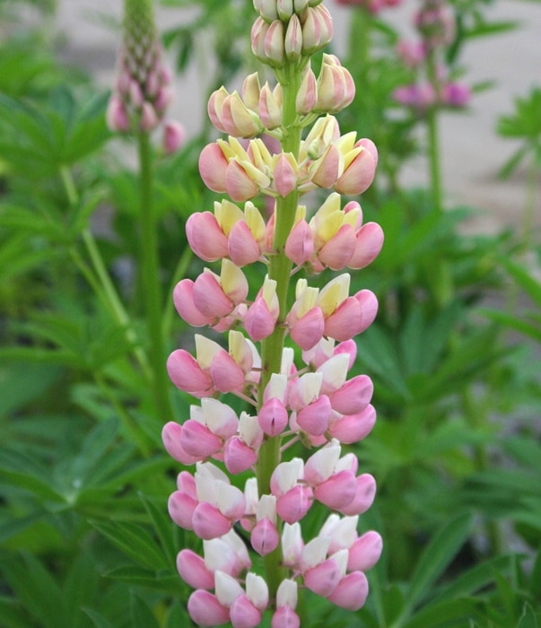 ルピナス　ローズ（ギャラリーピンク）　桃　宿根草