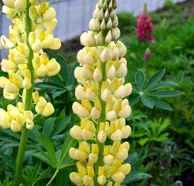 ルピナス　イエロー（ギャラリーイエロー）　黄　宿根草