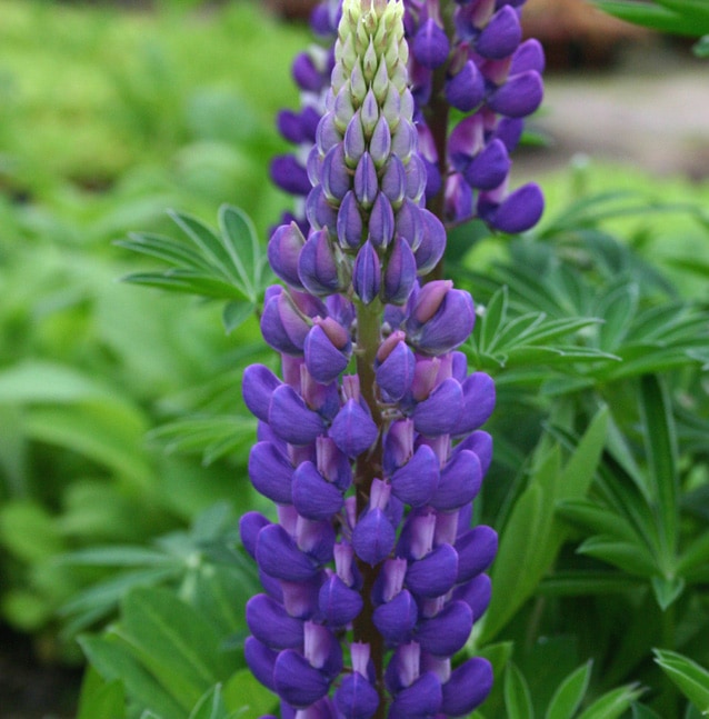 ルピナス　パープル（ギャラリーブルー）　紫　宿根草