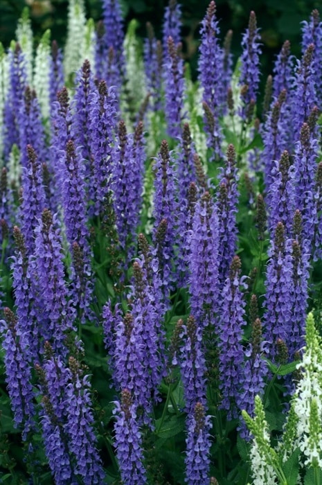 サルビア ネモローサ ブルーヒル 10 5cmポット 青花 宿根草 ガーデニング用 宿根草 バラとハーブの専門ショップ 大神 おおが ファーム