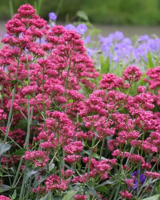 セントランサス コッキネウス 赤 宿根草 ガーデニング用 宿根草 バラとハーブの専門ショップ 大神 おおが ファーム